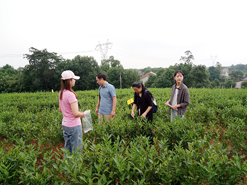 長沙云游茶業(yè)有限公司,湖南綠茶,紅茶價(jià)格,長沙毛尖批發(fā),云游陶餈禮盒,云游茶業(yè)